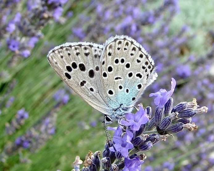 large blue
